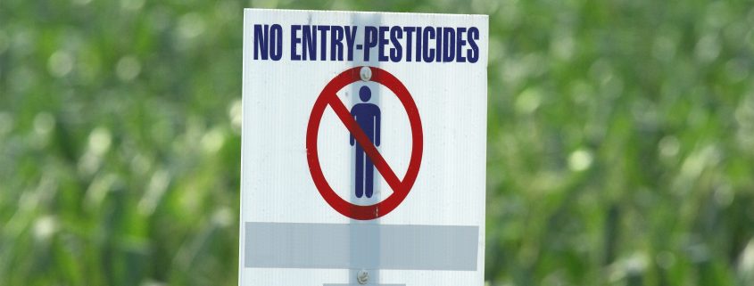 trigo sem pesticidas